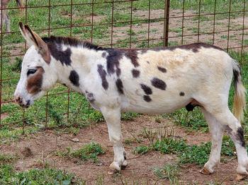 wooly donkeys