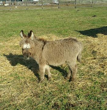 miniature donkeys