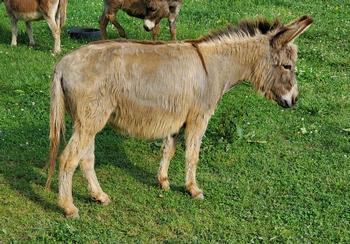 miniature donkeys