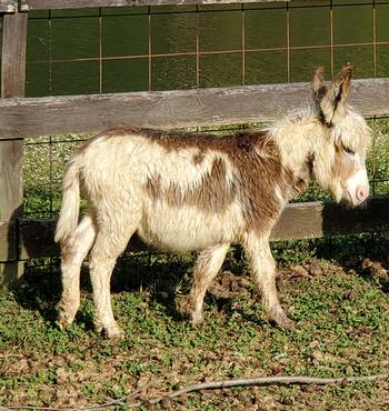miniature donkeys New Jersey