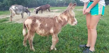 miniature donkeys
