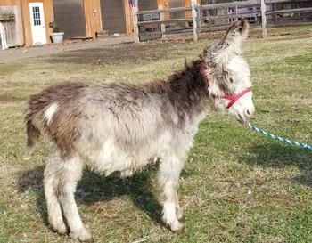 miniature donkeys