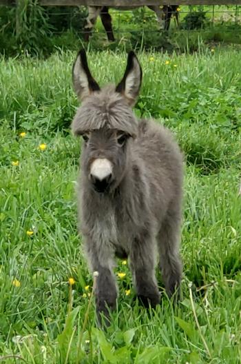 miniature donkeys