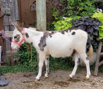 miniature donkeys