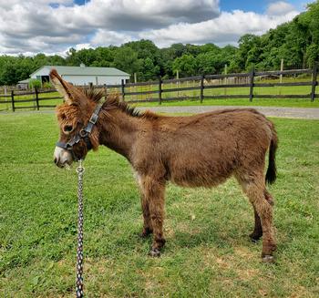 miniature donkeys New Jersey