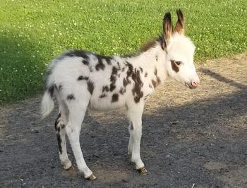 miniature donkeys