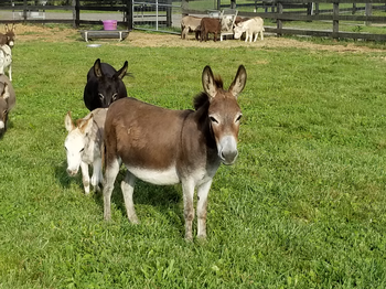 miniature donkeys