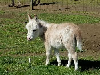 miniature donkeys