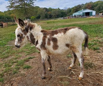 miniature donkeys