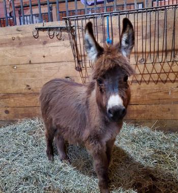 miniature donkeys New Jersey