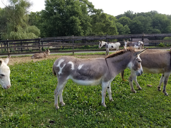 miniature donkeys