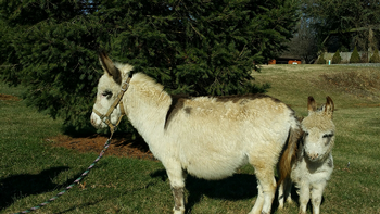 miniature donkeys new jersey