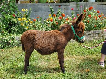 miniature donkeys