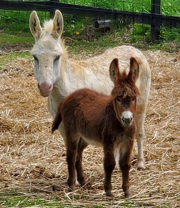 miniature donkeys