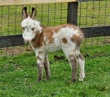 miniature donkeys