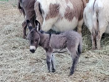miniature donkeys