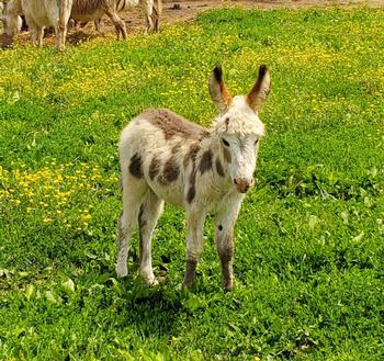miniature donkeys