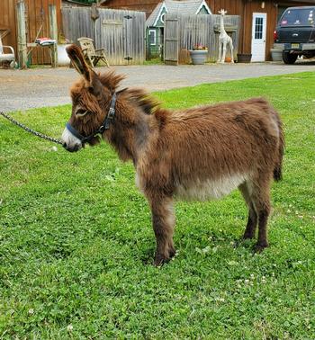 miniature donkeys New Jersey