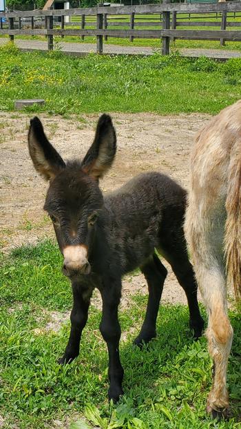 miniature donkeys