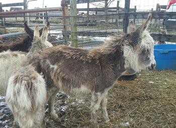 miniature donkeys