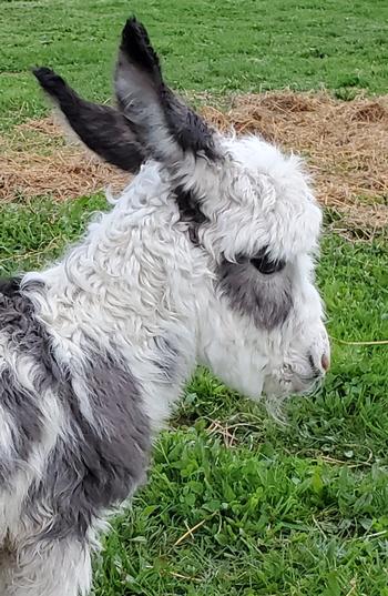 miniature donkeys