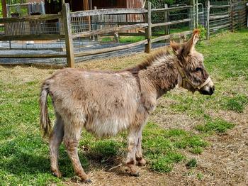 miniature donkeys