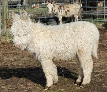 miniature donkeys