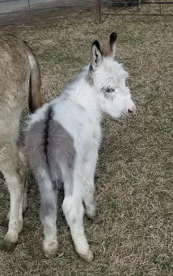 miniature donkeys