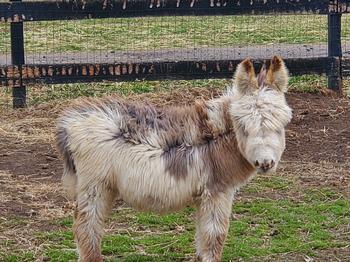 miniature donkeys