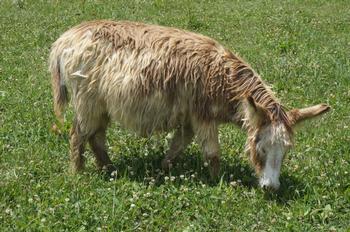 miniature donkeys new jersey