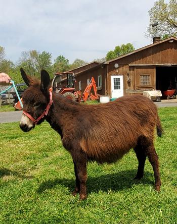 mini donkeys for sale NJ
