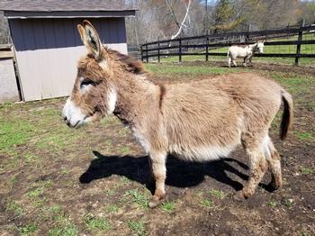 miniature donkeys