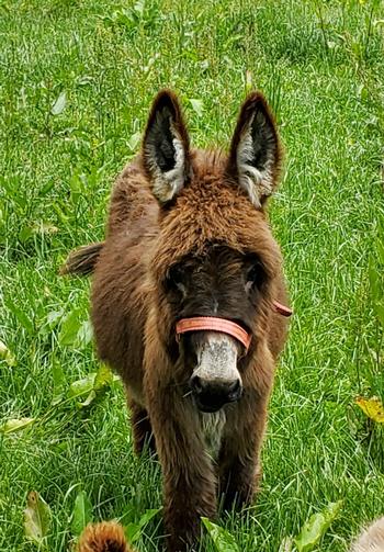 miniature donkeys New Jersey