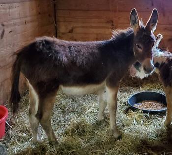 miniature donkeys