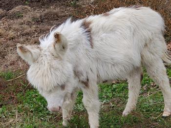 miniature donkeys