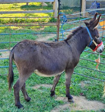 miniature donkeys