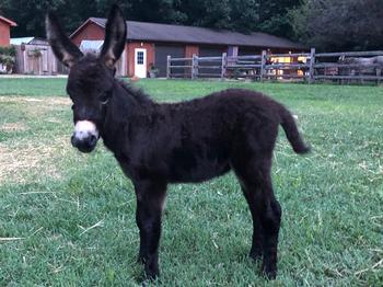miniature donkeys