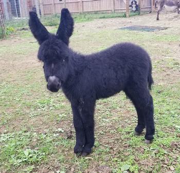 miniature donkeys