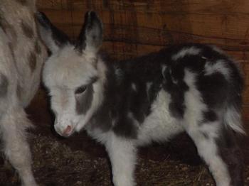 miniature donkeys