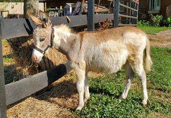 miniature donkeys New Jersey