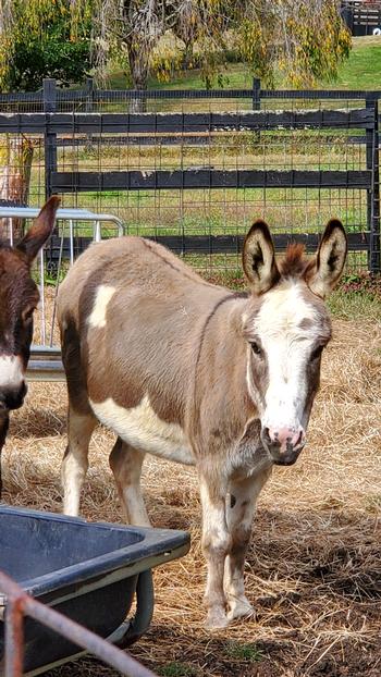 miniature donkeys New Jersey