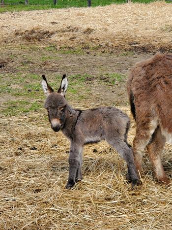miniature donkeys