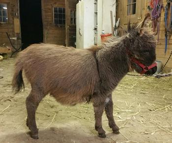 miniature donkeys