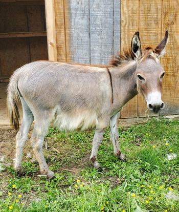 miniature donkeys New Jersey