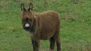 miniature donkeys