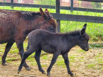 miniature donkeys
