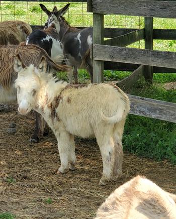 miniature donkeys