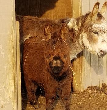 miniature donkeys