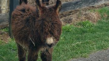 miniature donkeys