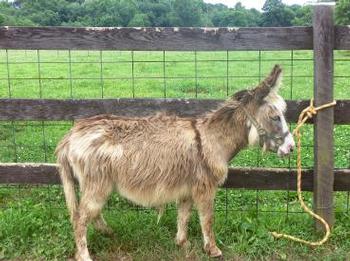 miniature donkeys new jersey